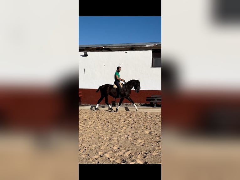 Anglo-Arabier Mix Ruin 6 Jaar 163 cm Zwart in Fitero