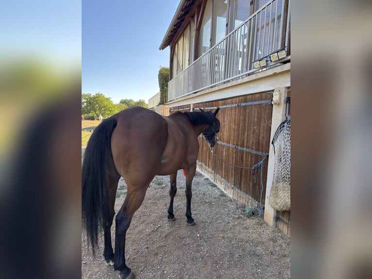 Anglo-Arabier Ruin 7 Jaar 164 cm Bruin in Issendolus