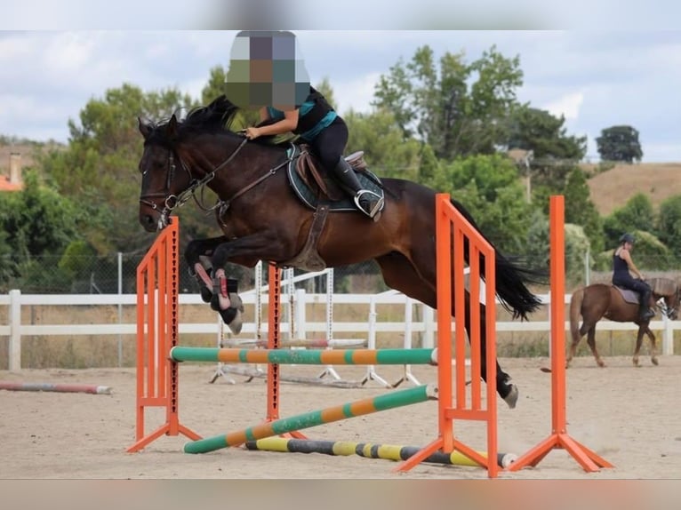 Anglo-Arabier Ruin 7 Jaar 168 cm Donkerbruin in Fuenlabrada