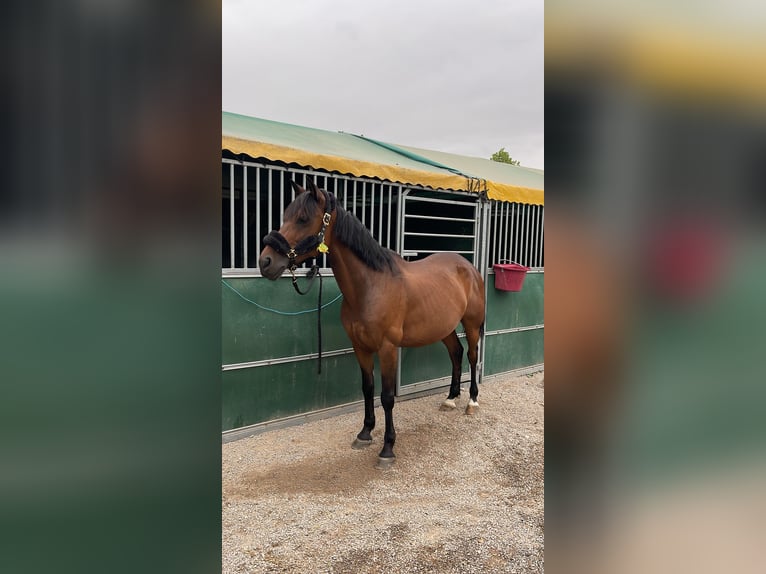 Anglo-Arabier Ruin 8 Jaar 155 cm Bruin in Gijon