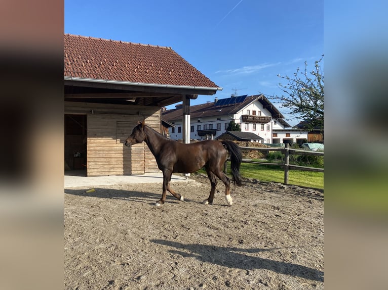 Anglo-Arabier Ruin 8 Jaar 155 cm Vos in S&#xF6;chtenau