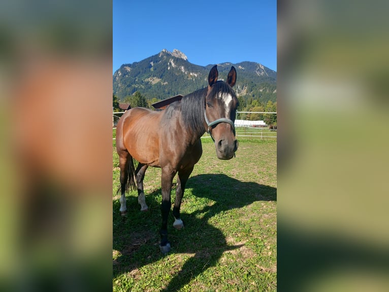 Anglo-Arabier Ruin 9 Jaar 161 cm Donkerbruin in Reutte