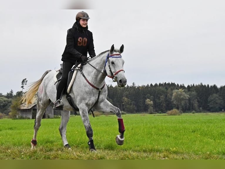 Anglo-Arabier Ruin 9 Jaar 164 cm Schimmel in Rotenburg an der Fulda
