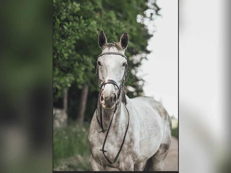 Anglo-Arabier Ruin 9 Jaar 170 cm Appelschimmel in Ebhausen