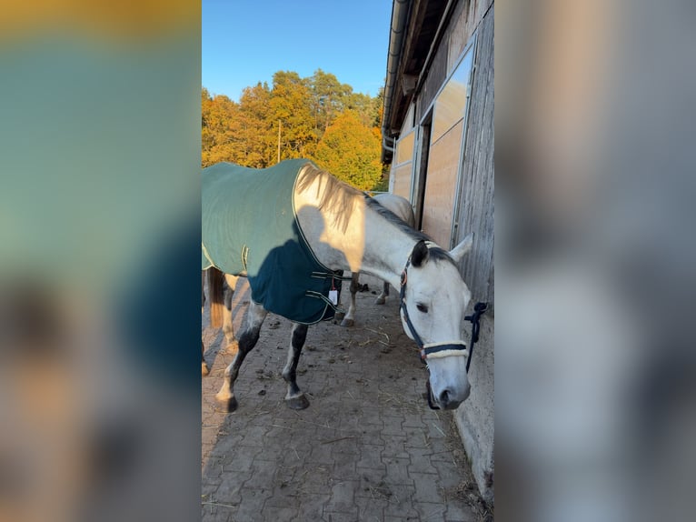 Anglo-Arabier Ruin 9 Jaar 170 cm Appelschimmel in Ebhausen