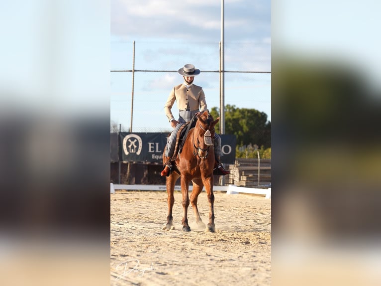 Anglo-Arabo Castrone 10 Anni 164 cm Baio in Galaroza (Huelva)