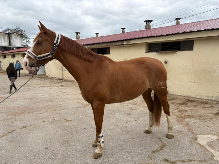 Anglo-Arabo Castrone 10 Anni 164 cm Sauro in Algete
