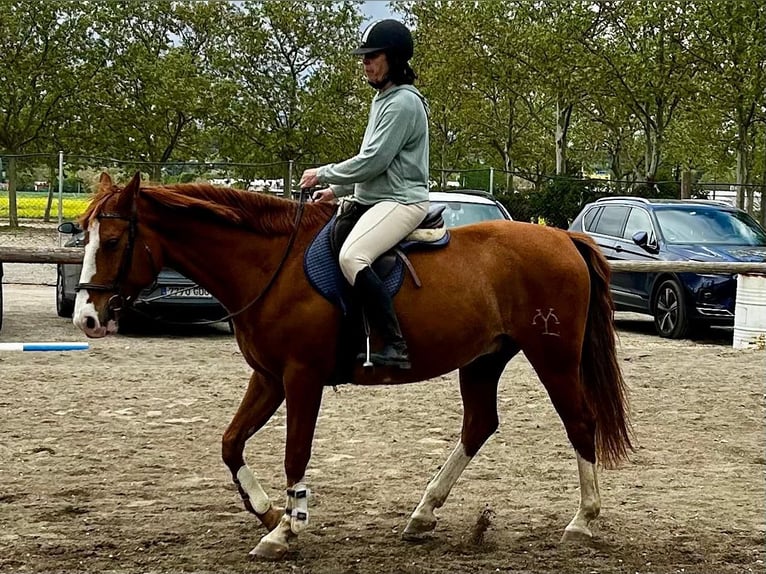 Anglo-Arabo Castrone 10 Anni 164 cm Sauro in Algete