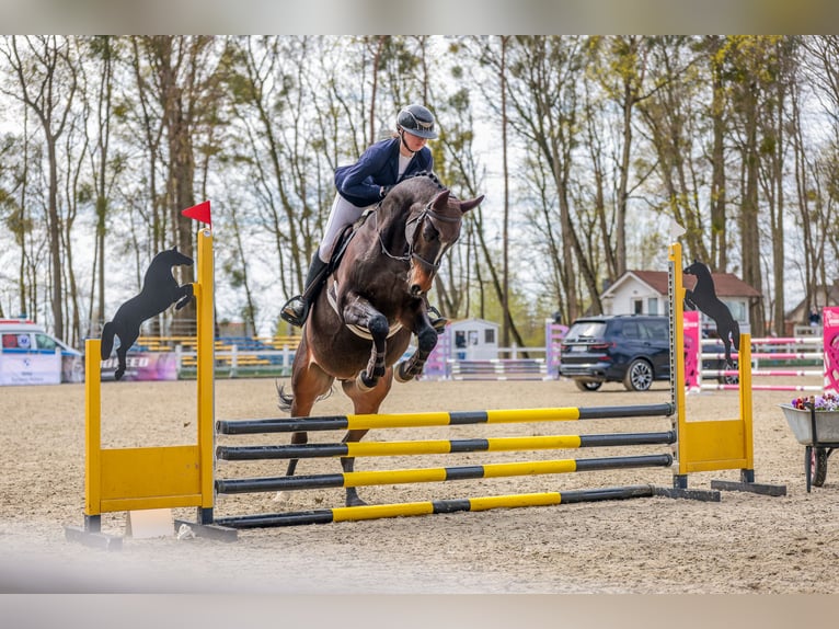 Anglo-Arabo Castrone 10 Anni 172 cm Baio scuro in Biskupiec