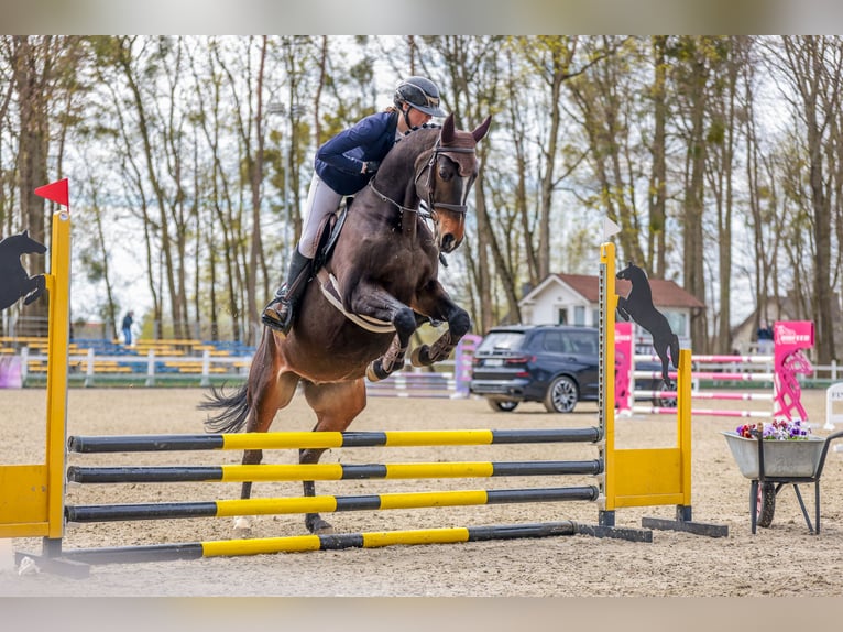 Anglo-Arabo Castrone 10 Anni 172 cm Baio scuro in Biskupiec