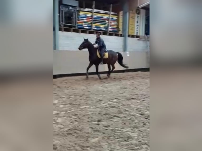 Anglo-Arabo Castrone 10 Anni 172 cm Baio scuro in Biskupiec