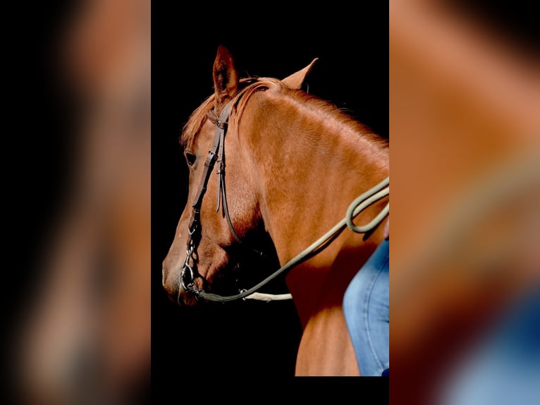 Anglo-Arabo Castrone 11 Anni 154 cm Sauro in Cremlingen