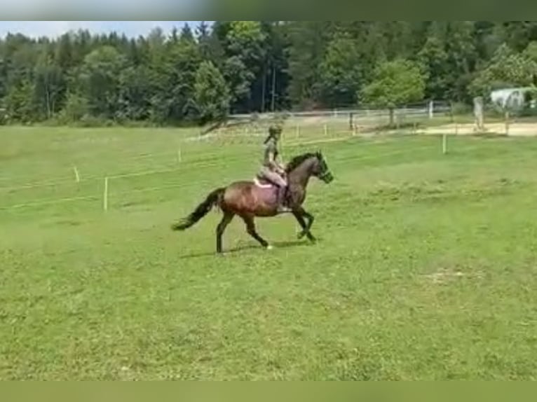 Anglo-Arabo Castrone 11 Anni 155 cm Baio scuro in Stallhofen