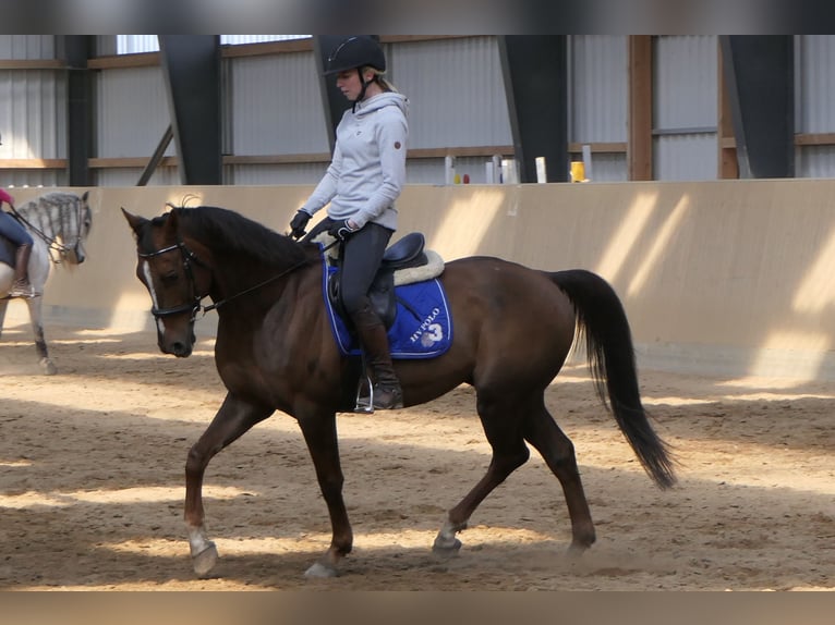 Anglo-Arabo Castrone 11 Anni 160 cm Sauro in Osdorf