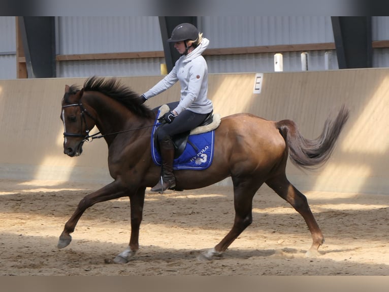 Anglo-Arabo Castrone 11 Anni 160 cm Sauro in Osdorf