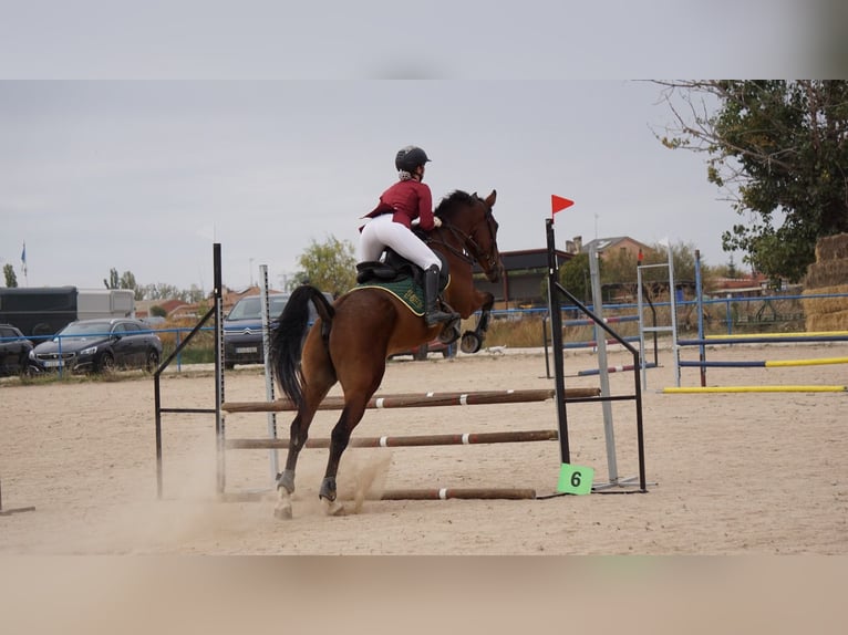 Anglo-Arabo Castrone 11 Anni 166 cm Baio in Colmenar Viejo