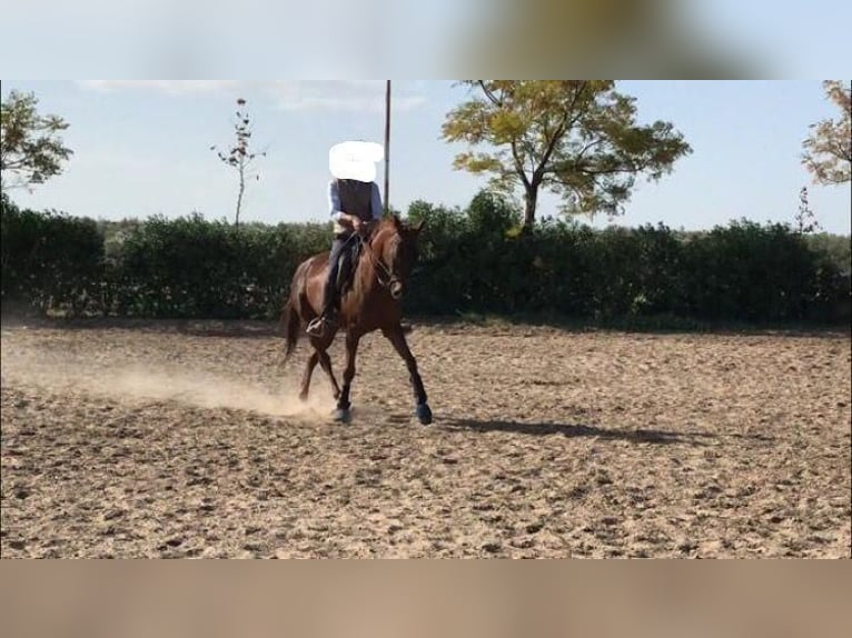 Anglo-Arabo Castrone 11 Anni 170 cm Sauro in Pontevedra