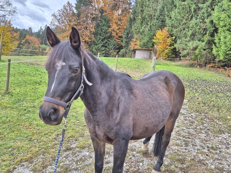 Anglo-Arabo Castrone 12 Anni 155 cm Baio scuro in Stallhofen