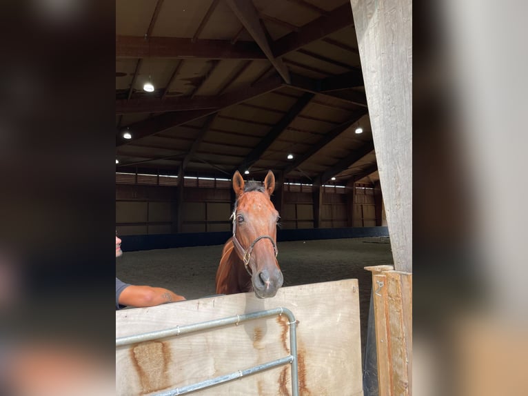 Anglo-Arabo Castrone 12 Anni 162 cm Baio in Cagnes-sur-Mer