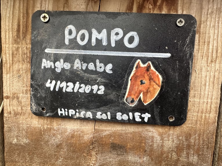 Anglo-Arabo Castrone 13 Anni 175 cm Baio in Sant Just Desvern