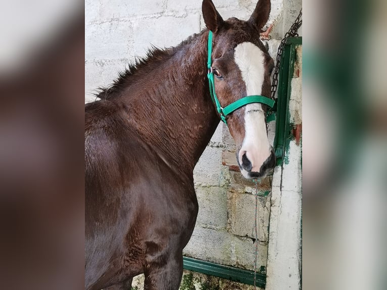 Anglo-Arabo Castrone 14 Anni 157 cm Sauro in Palomarejobaena