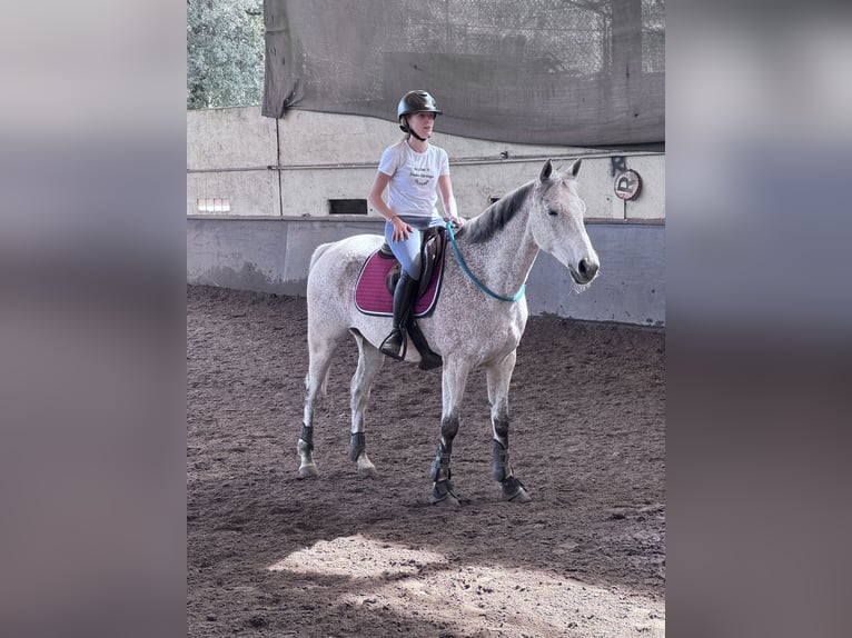 Anglo-Arabo Castrone 14 Anni 160 cm Grigio in Villeneuve-Loubet