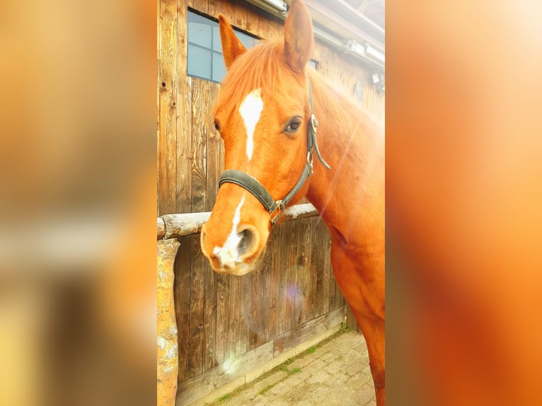 Anglo-Arabo Castrone 15 Anni 155 cm Sauro in Hildesheim