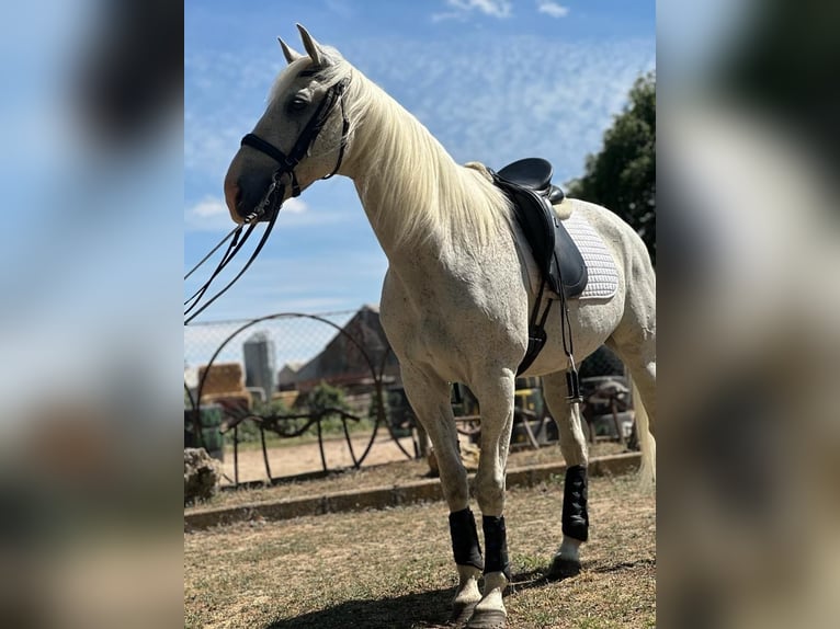 Anglo-Arabo Mix Castrone 15 Anni 161 cm Grigio in Grajera