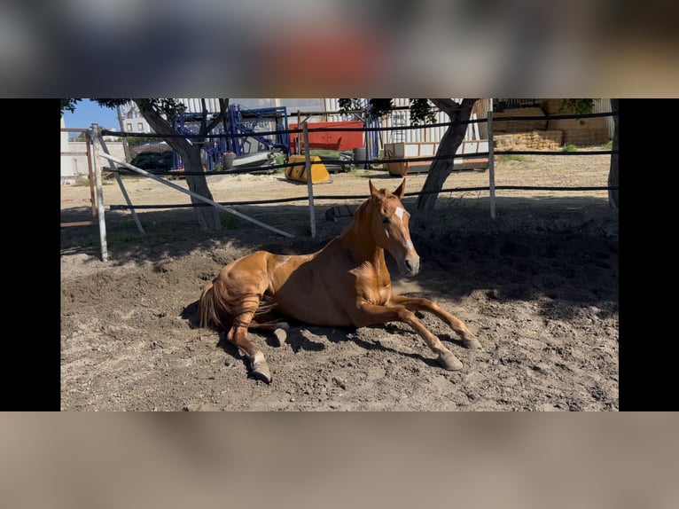 Anglo-Arabo Castrone 17 Anni 164 cm Sauro in Sanlucar De Barrameda