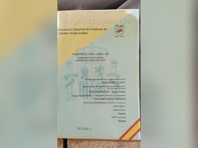 Anglo-Arabo Castrone 24 Anni 168 cm Sauro in Barcelona