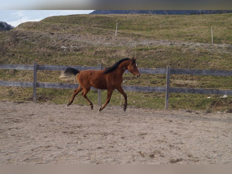 Anglo-Arabo Castrone 2 Anni 158 cm Baio in Achenkirch