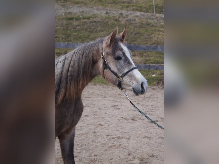 Anglo-Arabo Castrone 2 Anni 158 cm  in Achenkirch
