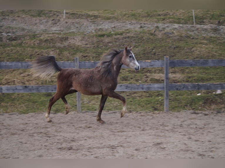Anglo-Arabo Castrone 2 Anni 158 cm  in Achenkirch