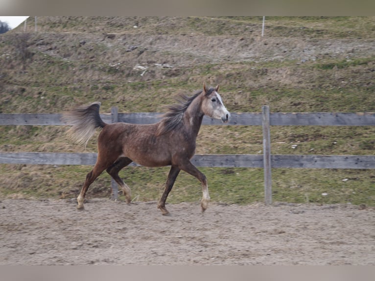 Anglo-Arabo Castrone 2 Anni 158 cm  in Achenkirch