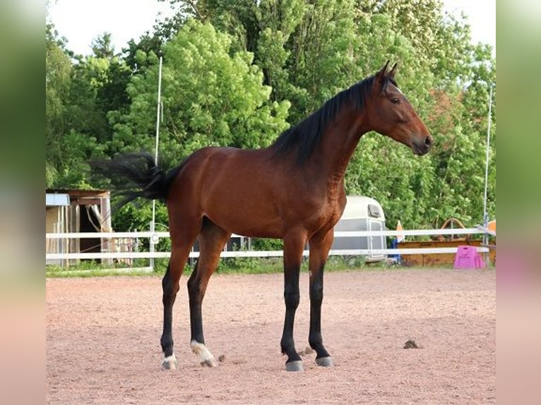 Anglo-Arabo Castrone 2 Anni 160 cm Baio scuro in Freiamt