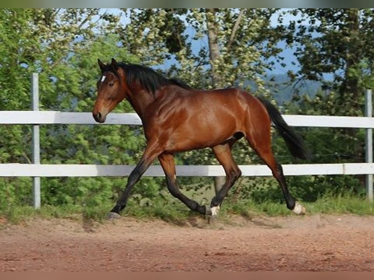 Anglo-Arabo Castrone 2 Anni 160 cm Baio scuro in Freiamt