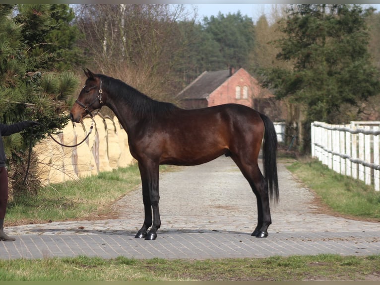 Anglo-Arabo Castrone 2 Anni 170 cm Baio scuro in Santok