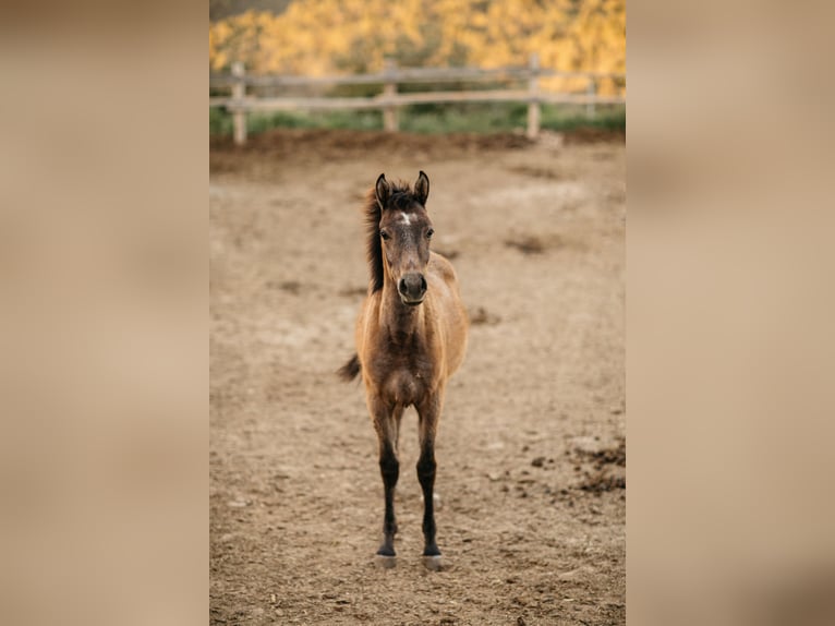 Anglo-Arabo Castrone 3 Anni 150 cm Grigio in L'Ametlla de Segarra