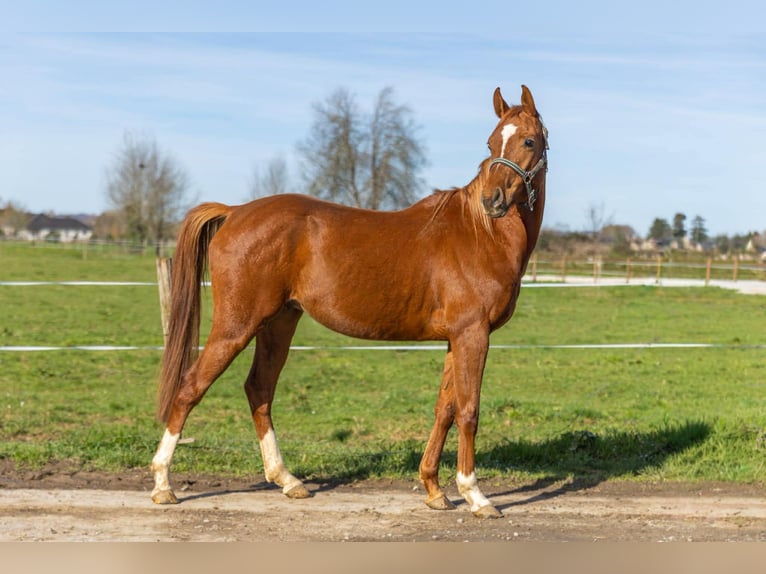 Anglo-Arabo Castrone 3 Anni 154 cm Sauro in Bénéjacq