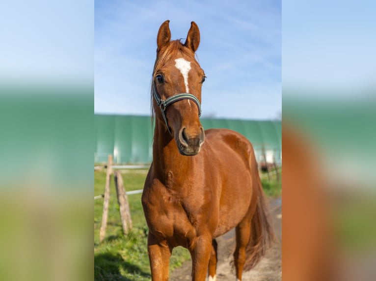 Anglo-Arabo Castrone 3 Anni 154 cm Sauro in Bénéjacq