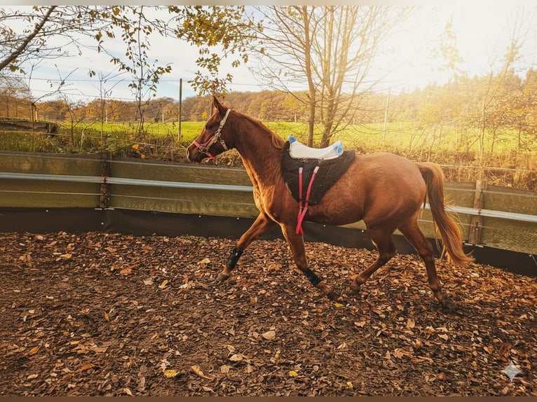Anglo-Arabo Castrone 3 Anni 158 cm Sauro in Lahntal