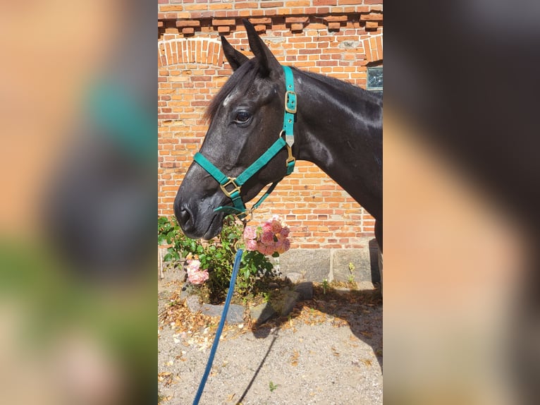 Anglo-Arabo Castrone 3 Anni 159 cm Grigio in Brekendorf Anglo-Arabo Castrone 3 Anni 159 cm Grigio in Brekendorf