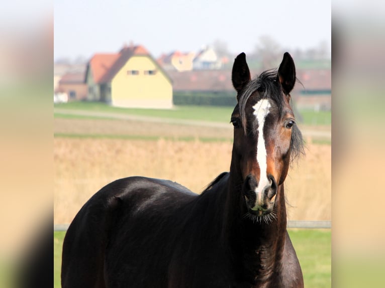 Anglo-Arabo Castrone 3 Anni 160 cm Baio nero in Kehl