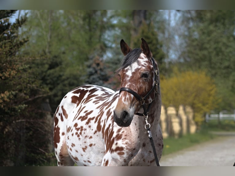 Anglo-Arabo Mix Castrone 3 Anni 165 cm Leopard in Santok