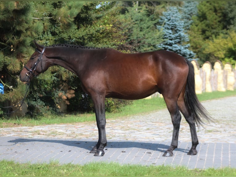 Anglo-Arabo Castrone 3 Anni 166 cm Baio scuro in Santok