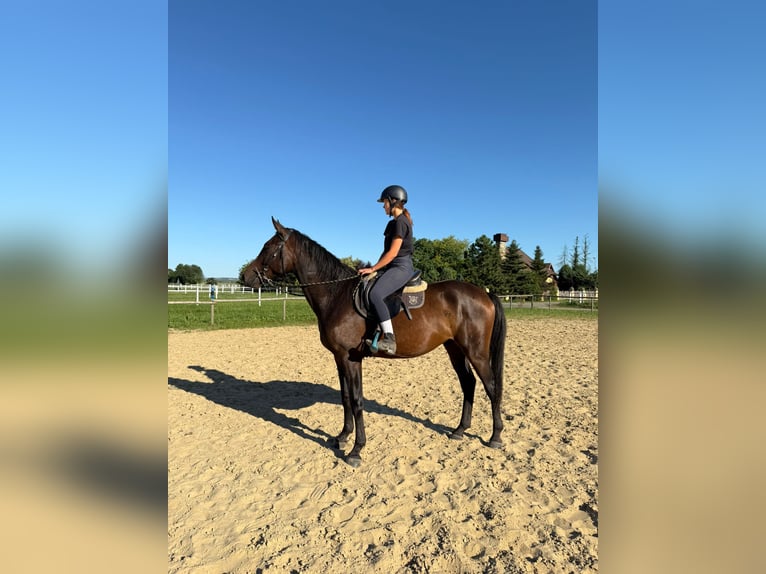 Anglo-Arabo Castrone 3 Anni 169 cm Baio scuro in Santok
