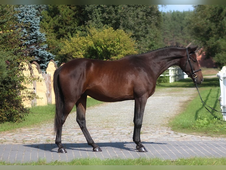 Anglo-Arabo Castrone 4 Anni 168 cm Baio scuro in Santok