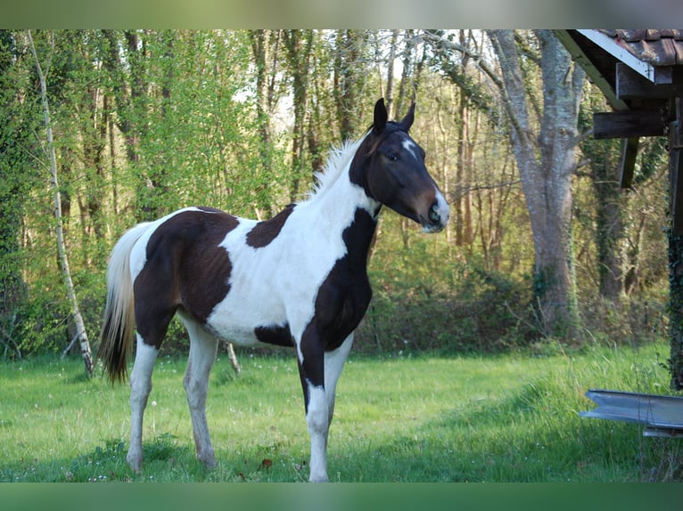 Anglo-Arabo Castrone 4 Anni 173 cm Pezzato in Saint-Paul-en-Born