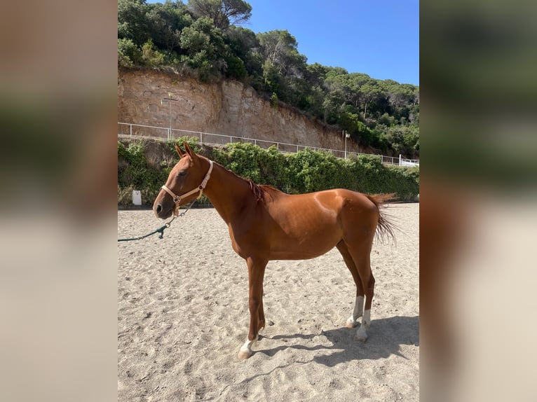 Anglo-Arabo Castrone 4 Anni Sauro in Sant Andreu De Llavaneres