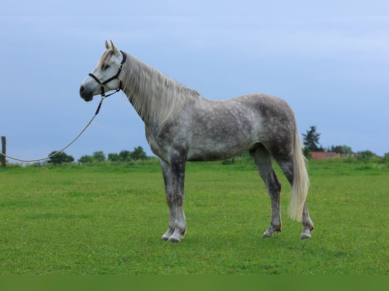 Anglo-Arabo Castrone 5 Anni 154 cm Grigio pezzato in Rehfelde WerderPrötzel